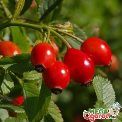 beneficii măceșe și a efectelor nocive plante și caracteristici de cultivare (utilizare) beneficii măceșe și plante dăunează și caracteristici de cultivare