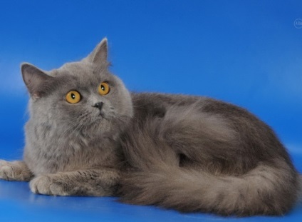pryamouhie scoțian par lung (foto 50) Scottish Fold pisoi Highland rasa (pryamouhie) pryamouhie scoțian par lung (50 poze) Scottish Fold pisoi, rasa Highland