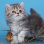 pryamouhie scoțian par lung (50 poze) Scottish Fold pisoi, rasa Highland