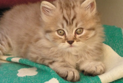 pryamouhie scoțian par lung (foto 50) Scottish Fold pisoi Highland rasa (foto) pryamouhie scoțian par lung (50 poze) Scottish Fold pisoi, rasa Highland