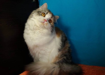 pryamouhie scoțian par lung (foto 50) Scottish Fold pisoi Highland rasa (Scottish) pryamouhie scoțian par lung (50 poze) Scottish Fold pisoi, rasa Highland