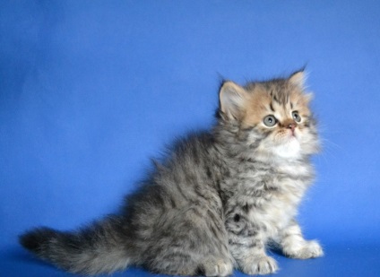pryamouhie scoțian par lung (foto 50) Scottish Fold pisoi Highland rasa (foto) pryamouhie scoțian par lung (50 poze) Scottish Fold pisoi, rasa Highland