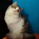 pryamouhie scoțian par lung (foto 50) Scottish Fold pisoi Highland rasa (Scottish) pryamouhie scoțian par lung (50 poze) Scottish Fold pisoi, rasa Highland