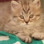 pryamouhie scoțian par lung (foto 50) Scottish Fold pisoi Highland rasa (Scottish) pryamouhie scoțian par lung (50 poze) Scottish Fold pisoi, rasa Highland
