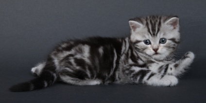 pryamouhie scoțian par lung (foto 50) Scottish Fold kitten specii Highland (pisica) pryamouhie scoțian par lung (50 poze) Scottish Fold pisoi, rasa Highland