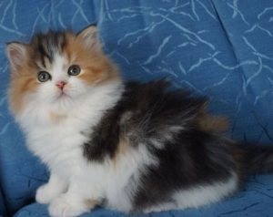 pryamouhie scoțian par lung (50 poze) Scottish Fold pisoi, rasa Highland