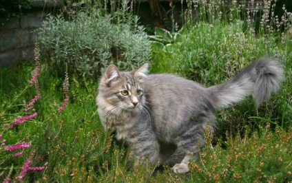 Pisica Siberian - pisica zilei - blog-uri (Siberian) Pisica Siberian - pisica zilei - bloguri