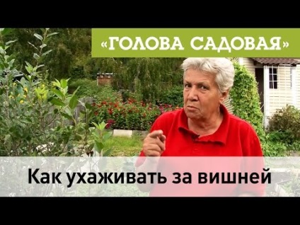 Siberian plantarea de cireși și de îngrijire, în creștere la nord și boala (creștere) Siberian plantarea de cireși și de îngrijire, în creștere la nord și boala