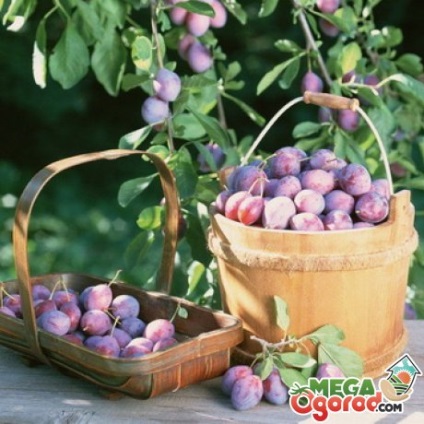 Plum este un fruct sau fructe, fructe, legume