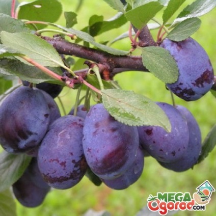 Plum este un fruct sau fructe, fructe, legume (prune) Plum este un fruct sau fructe, fructe, legume