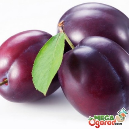 Plum este un fruct sau fructe, fructe, legume (fructe) Plum este un fruct sau fructe, fructe, legume