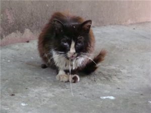 rabie Lethal simptomelor pisici, cauzele si prevenirea (simptome) rabie Lethal simptomelor pisici, cauze și prevenire