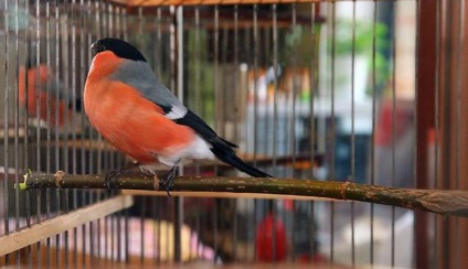 Bullfinch (Pyrrhula) produse alimentare, opinii, fapte interesante, fotografii, voce