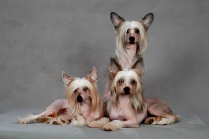 Dog Chineză Crested (Chineză) Câine chinez Crested