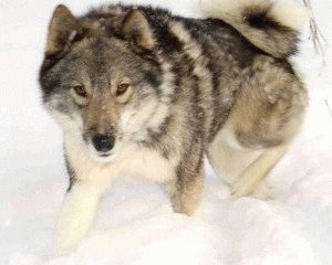 West Siberian Laika Dog îngrijirea corespunzătoare a câinelui rasa West Laika Siberian si pui (dreapta) West Siberian Laika Dog îngrijirea corespunzătoare a câinelui rasa West Laika si catei Siberian