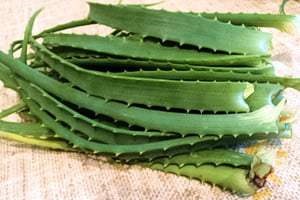 suc de aloe cu gastrită (aloe) suc de aloe în gastrită