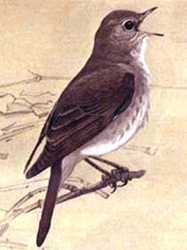 Nightingale filomelă (Luscinia Luscinia), descrierea dimensiunea de culoare a Nightingale, stilul de viață (Luscinia) Nightingale filomelă (Luscinia Luscinia), descrierea dimensiunea de culoare a Nightingale, stil de viață