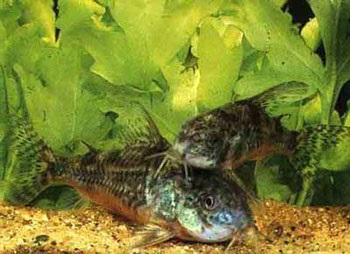 Catfish mâncător - cazuri de atacuri! (Eater) Catfish mâncător - cazuri de atacuri!
