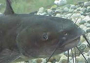 Catfish mâncător - cazuri de atacuri! (Eater) Catfish mâncător - cazuri de atacuri!