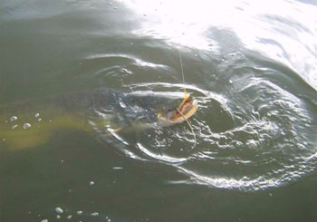 Catfish mâncător - cazuri de atacuri! (Eater) Catfish mâncător - cazuri de atacuri!