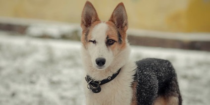 Vis rezervați visele cu un singur ochi un singur ochi a ceea ce un vis (vis) Vis rezervați visele cu un singur ochi un singur ochi a ceea ce un vis