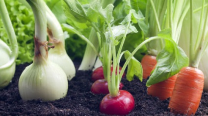 Vis legume Interpretare într-un vis ce visează legume (legume) Vis legume Interpretare într-un vis ce visează legume