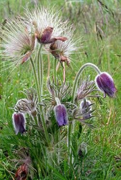 Dedițel (pratensis Pulsatilla) fotografie, proprietăți medicinale, utilizarea