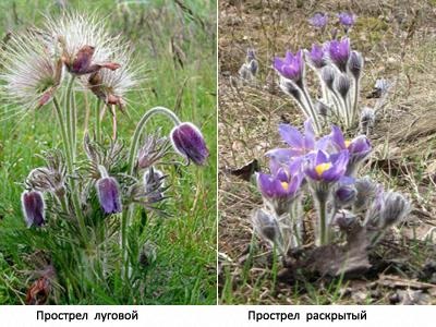 Dedițel (pratensis Pulsatilla) fotografie, proprietăți medicinale, utilizarea (somn-iarbă) Dedițel (pratensis Pulsatilla) fotografie, proprietăți medicinale, utilizarea