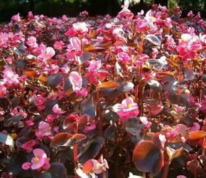 soiuri de Begonia vechnotsvetuschey Garden (vechnotsvetuschey) soiuri de Begonia vechnotsvetuschey Garden