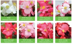 soiuri de Begonia vechnotsvetuschey Garden (Begonia) soiuri de Begonia vechnotsvetuschey Garden