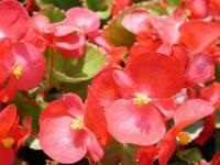 soiuri de Begonia vechnotsvetuschey gradina (soi) soiuri de Begonia vechnotsvetuschey Garden