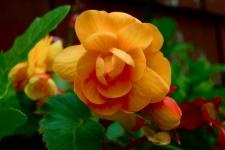 soiuri de Begonia vechnotsvetuschey Garden (Gradele begonii vechnotsvetuschey) soiuri de Begonia vechnotsvetuschey Garden