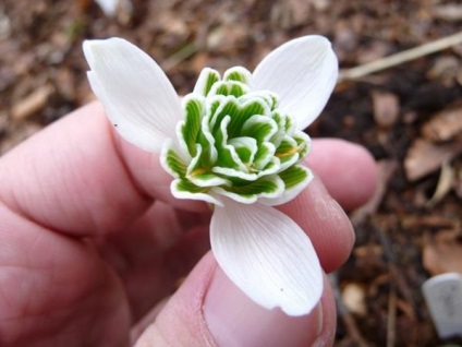 ghiocei Soiuri de reproducere (primula) Soiuri, ghiocei de reproducție