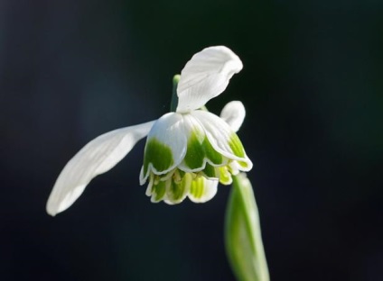 ghiocei Soiuri de reproducere (primula) Soiuri, ghiocei de reproducție