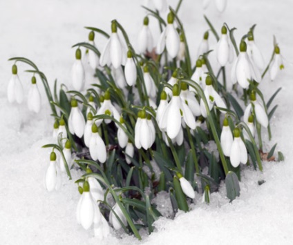 Soiuri de reproducere ghioceii (Galanthus vidі și varietăți) Soiuri, ghiocei de reproducție