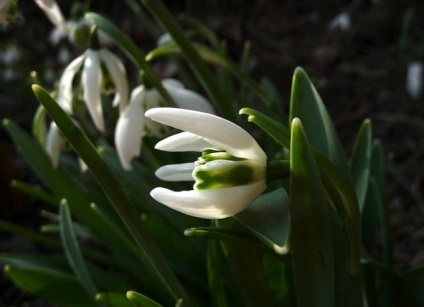 Soiuri de reproducere ghioceii (Galanthus vidі și varietăți) Soiuri, ghiocei de reproducție