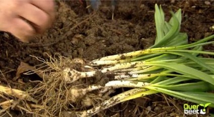 ghiocei Soiuri de reproducere (ghiocel) Soiuri, ghiocei de reproducție