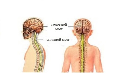 creierul uman spinale (măduva spinării) creierul uman spinale