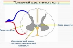 creierul uman Spinal (creier) creierul uman spinale
