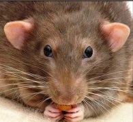 Remedii contra șoareci și șobolani (alte animale umane) Remedii împotriva șoarecilor și șobolanilor