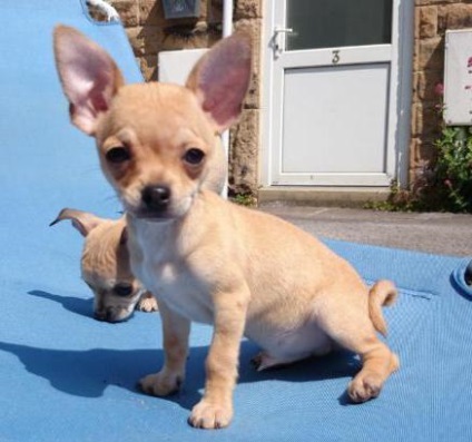 Chihuahua rasa descriere standard și fotografie (standard) Chihuahua rasa descriere standard și fotografii