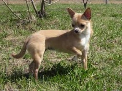 Chihuahua rasa descriere și fotografii standard (rocă) Chihuahua rasa descriere standard și fotografii