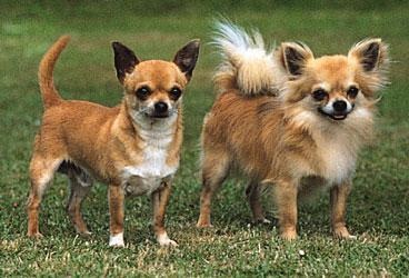 Descriere Standard Chihuahua și fotografii (imagini) Chihuahua rasa descriere standard și fotografii
