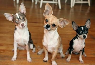 Chihuahua rasa descriere standard și fotografie (standard) Chihuahua rasa descriere standard și fotografii