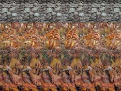 Stereograms, SIRDS-selecție de imagini (stereograme ceas) Stereograms, SIRDS-selecție de imagini
