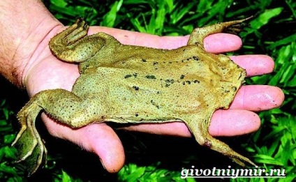 Surinam broscoi Pipa (Suriname Toad Pipa. Stilul de viață și habitatul Pipa surinamezi) Surinam Toad Pipa