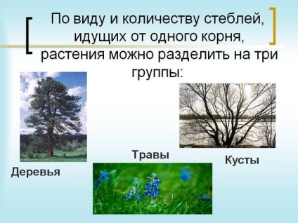 Asemănările și diferențele dintre arbori, arbuști, plante erbacee (plante) Asemănările și diferențele dintre arbori, arbuști, plante erbacee