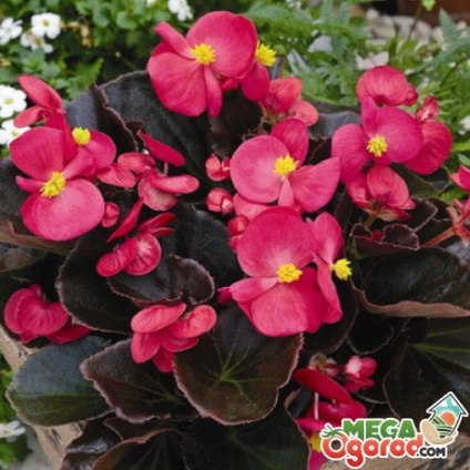 Acest lucru simplu vechnotsvetuschey ingrijire Begonia (ingrijire) Această îngrijire simplu Begonia vechnotsvetuschey