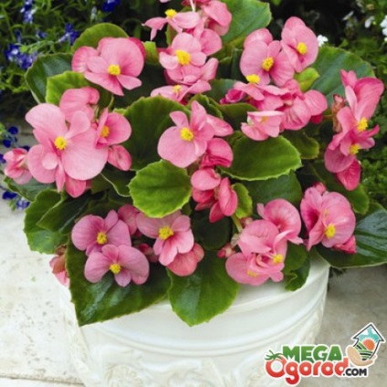 Această îngrijire simplu Begonia vechnotsvetuschey (flori) Această îngrijire simplu Begonia vechnotsvetuschey
