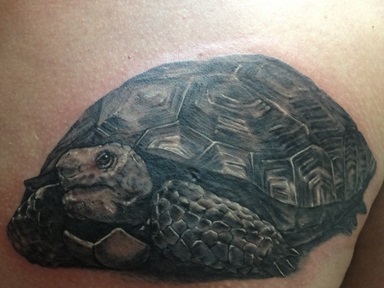 Turtle tatuaj - adica fotografii - barăci tatuaj studio (broască țestoasă) Turtle tatuaj - adica fotografii - barăci tatuaj studio